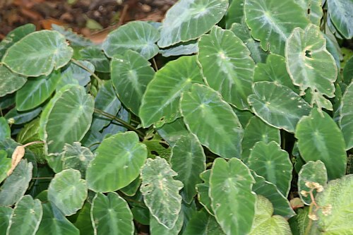 Colocasia fallax: Location taken: Fairchild Tropical Botanic Garden, Miami, FL USA. Names: Colocasia fallax Schott, Silver Leaf Elephant Ear, Silver-Leaved Taro, Tar Classificati