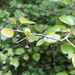 Colubrina alluaudii (Colubrina alluaudii)