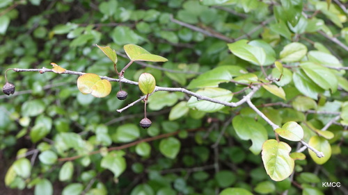 Colubrina alluaudii (Colubrina alluaudii)