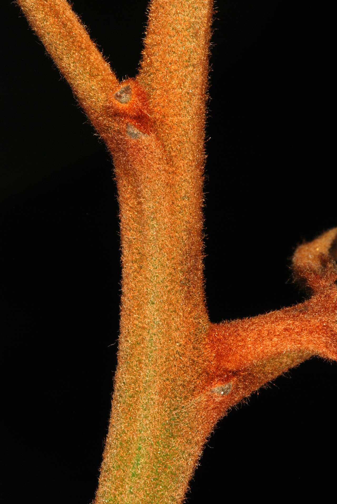 Greenheart: Colubrina arborescens