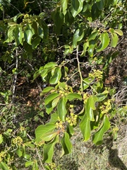 Greenheart (Colubrina arborescens)