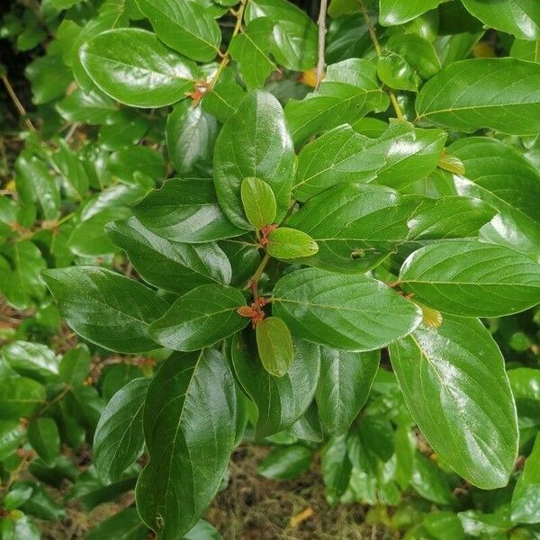 Greenheart (Colubrina arborescens)