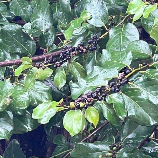 Greenheart (Colubrina arborescens)