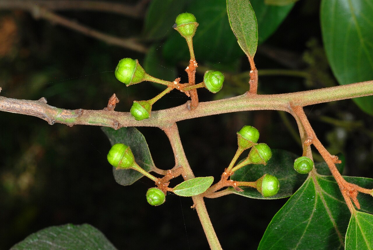 Greenheart: Colubrina arborescens