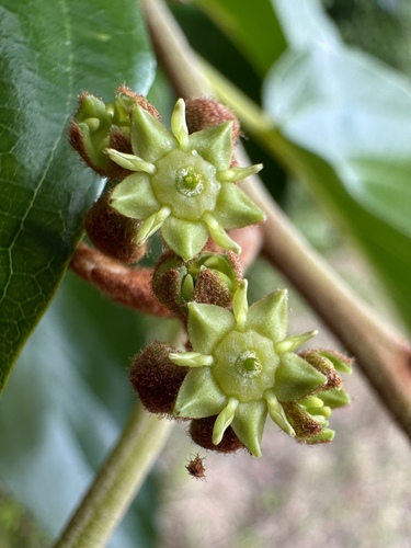 Greenheart (Colubrina arborescens)