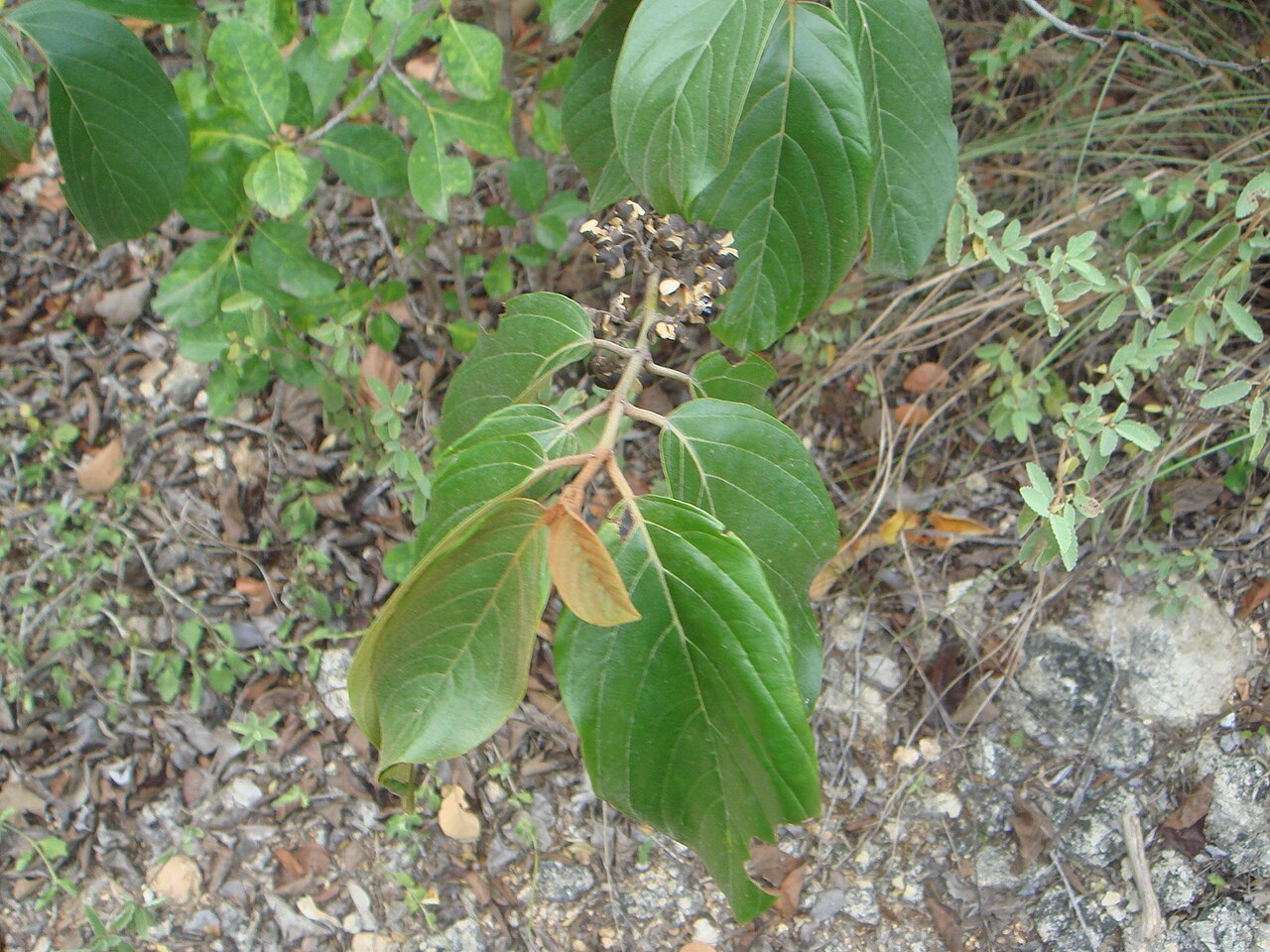 Greenheart: Soldierwood, snake bark tree, Dry Forest of Guánica, PR.