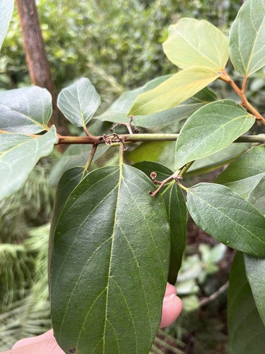 Greenheart (Colubrina arborescens)