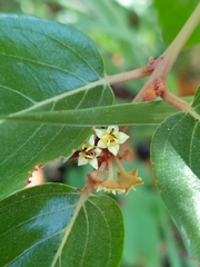 Greenheart (Colubrina arborescens)