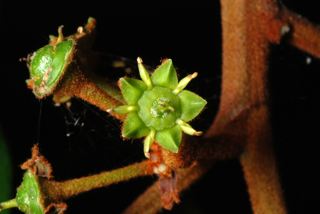 Greenheart (Colubrina arborescens)