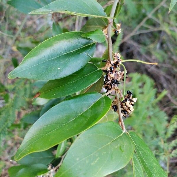 Greenheart (Colubrina arborescens)