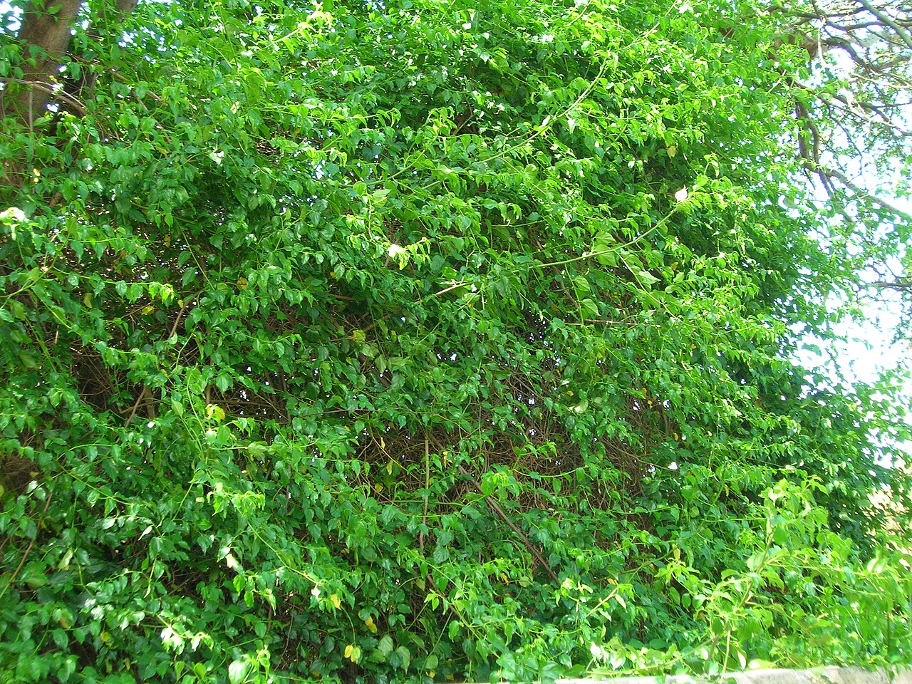 Asian nakedwood: Colubrina asiatica (fruit). Location: Molokai, Kamalo