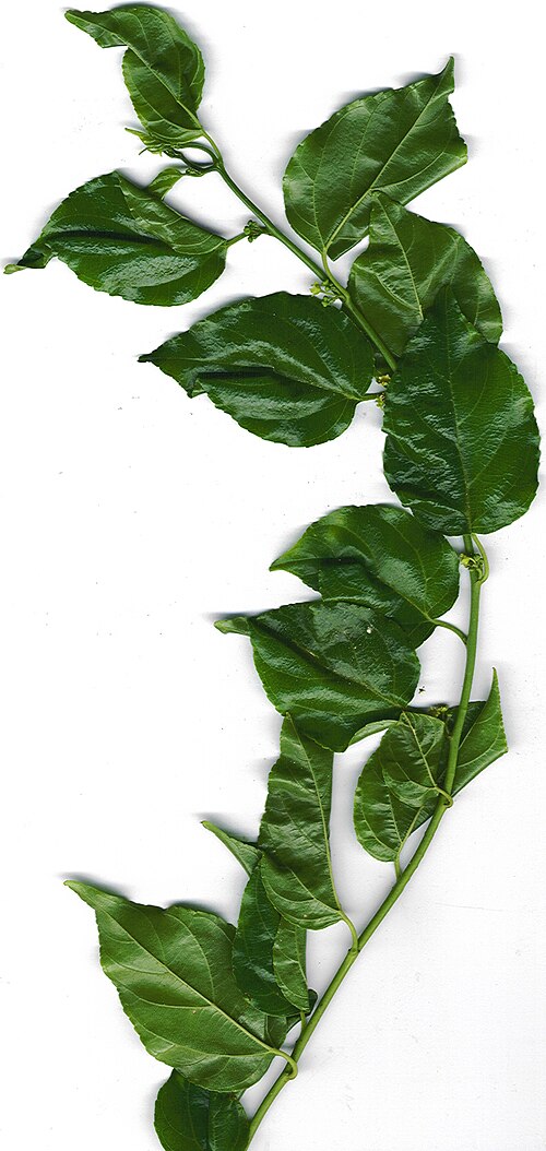 Asian nakedwood: Colubrina asiatica (branch). Location: Maui, Launiupoko
