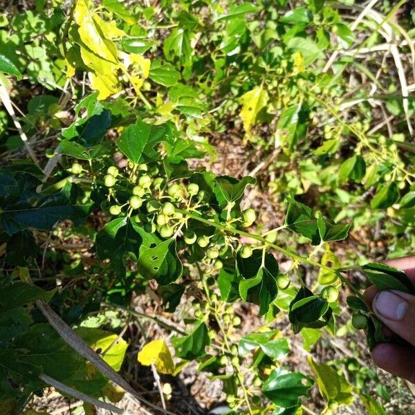 Asian nakedwood (Colubrina asiatica)