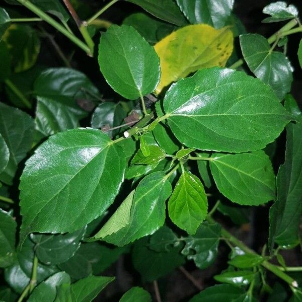 Asian nakedwood (Colubrina asiatica)