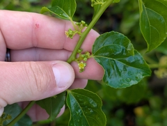 Asian nakedwood (Colubrina asiatica)