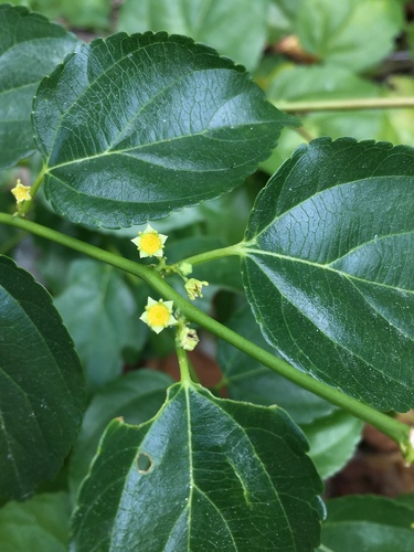 Asian nakedwood (Colubrina asiatica)