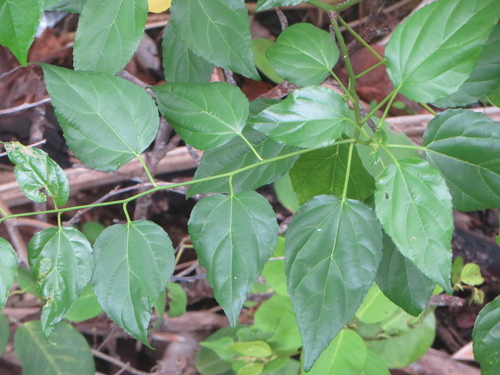 Asian nakedwood (Colubrina asiatica)
