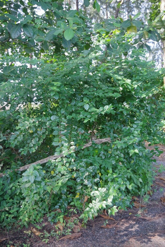 Asian nakedwood (Colubrina asiatica)