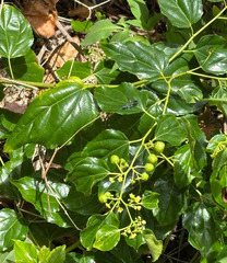 Asian nakedwood (Colubrina asiatica)