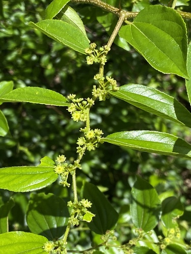 Asian nakedwood (Colubrina asiatica)