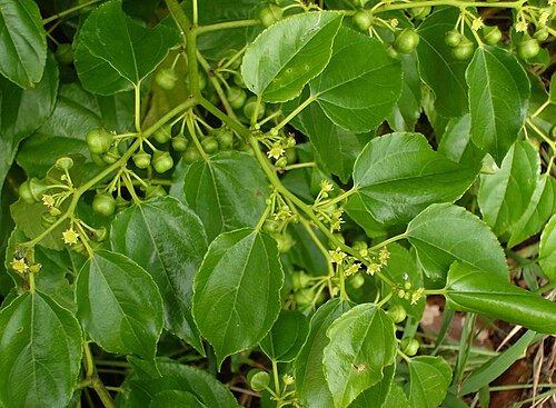 Asian nakedwood: Colubrina asiatica ; close up; (fihoʻa) along Tongan beach