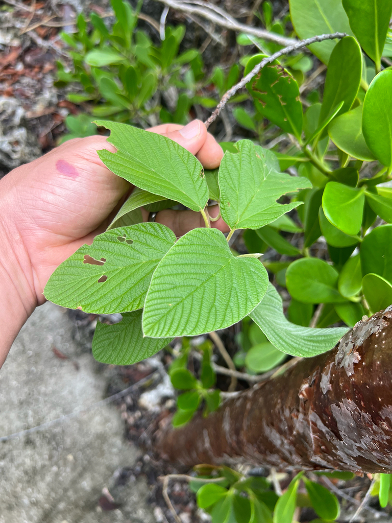 Cuban nakedwood (Colubrina cubensis)