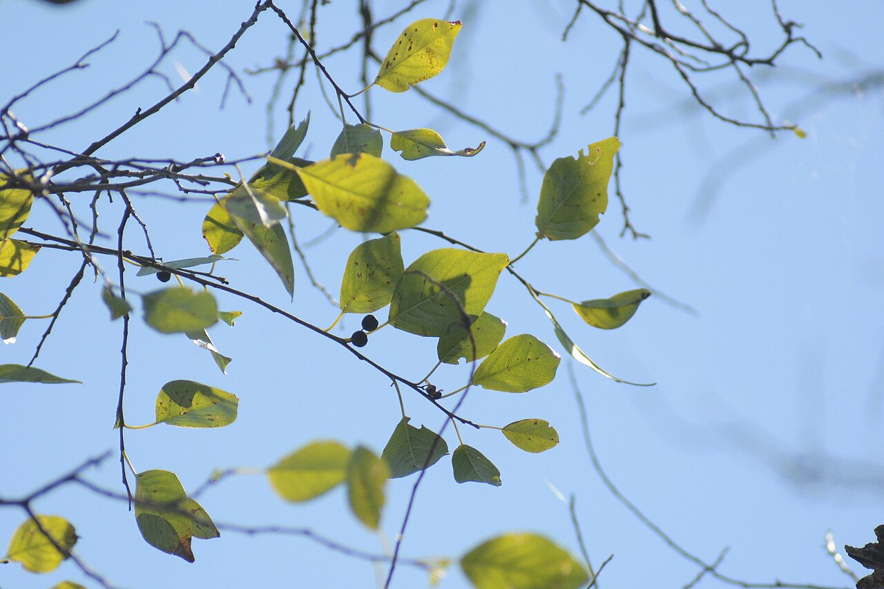 Soldierwood: Leaves and fruit of a soldierwood tree (Colubrina elliptica) at John Pennekamp State Park, Key Largo, Florida