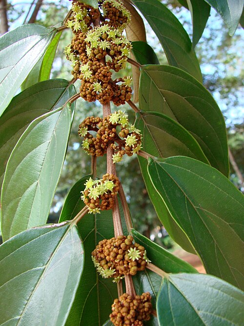 Glandular nakedwood: Colubrina glandulosa - RHAMNACEAE Campus da Universidade de Brasília - Distrito Federal - Brasil.