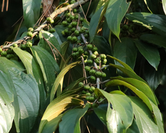 Glandular nakedwood (Colubrina glandulosa)