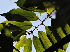 Glandular nakedwood (Colubrina glandulosa)