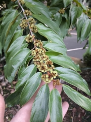 Glandular nakedwood (Colubrina glandulosa)