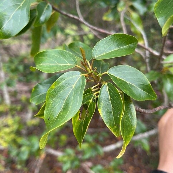 Kauila (Colubrina oppositifolia)