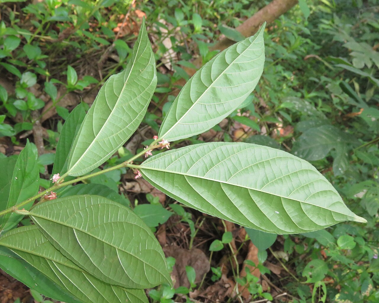 Colubrina travancorica: Photos by Vinayaraj