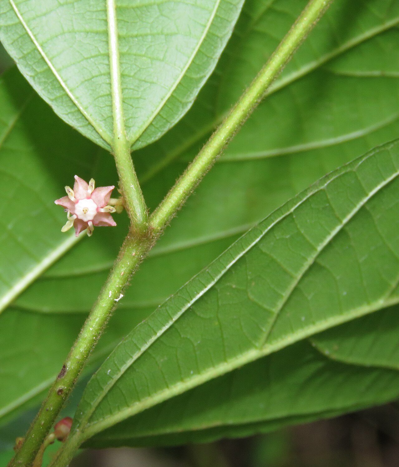 Colubrina travancorica: Photos by Vinayaraj