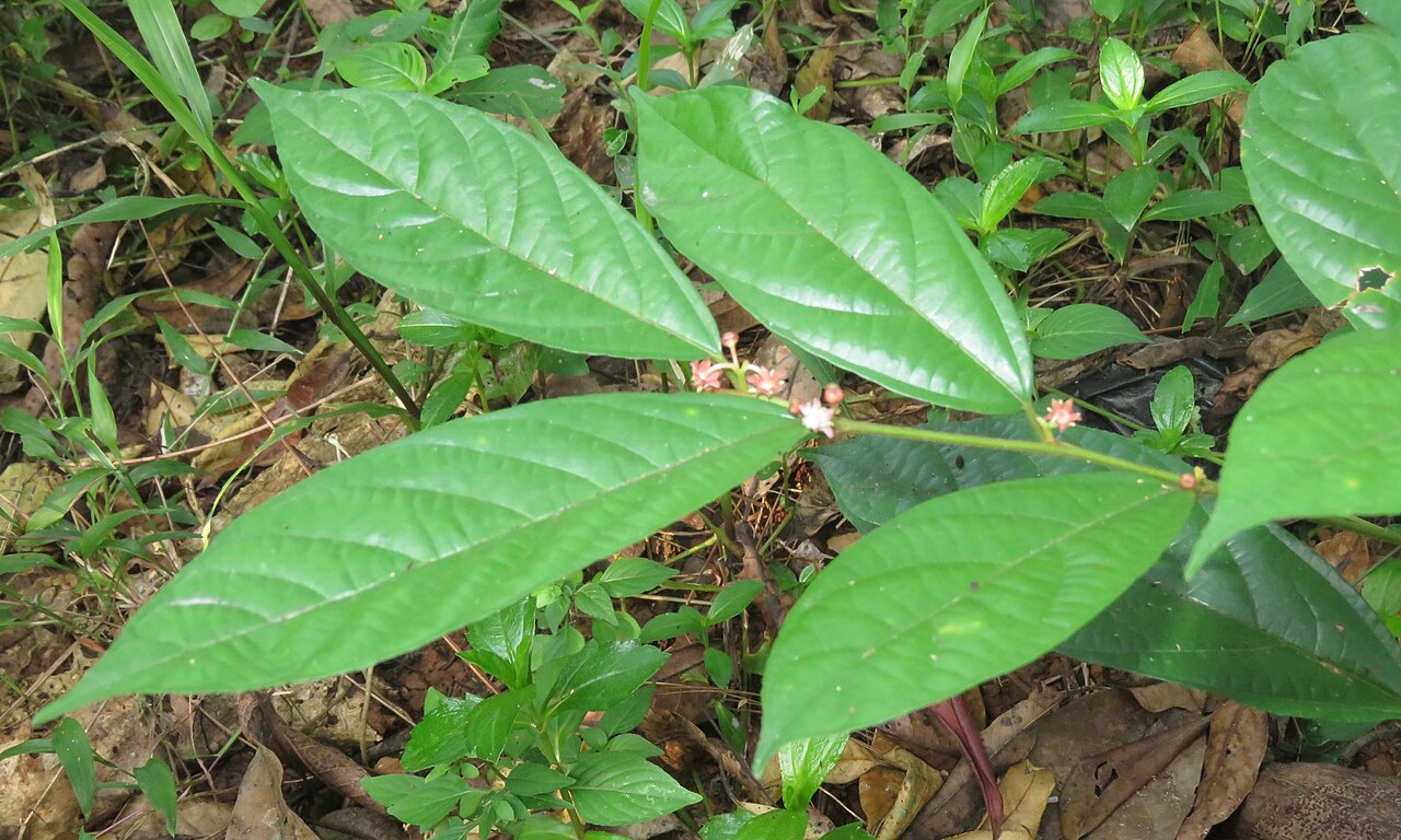 Colubrina travancorica: Photos by Vinayaraj