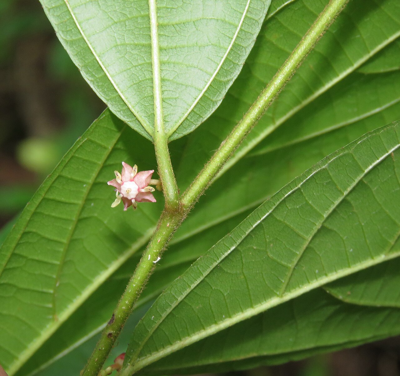 Colubrina travancorica: Photos by Vinayaraj