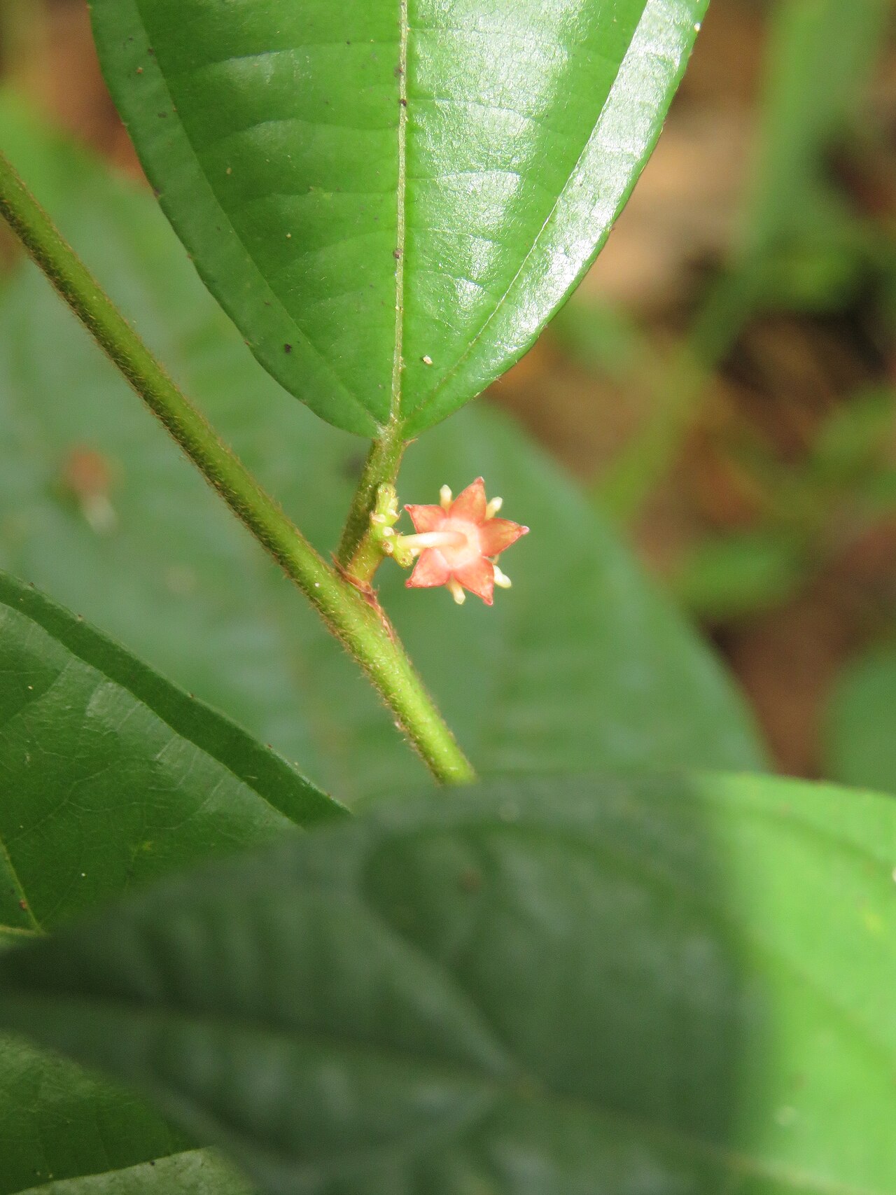 Colubrina travancorica: Photos by Vinayaraj