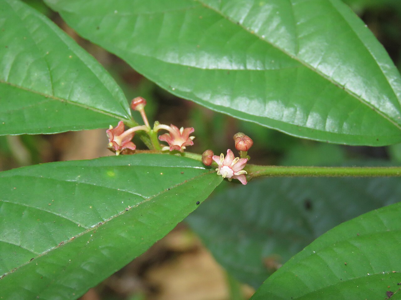 Colubrina travancorica: Photos by Vinayaraj