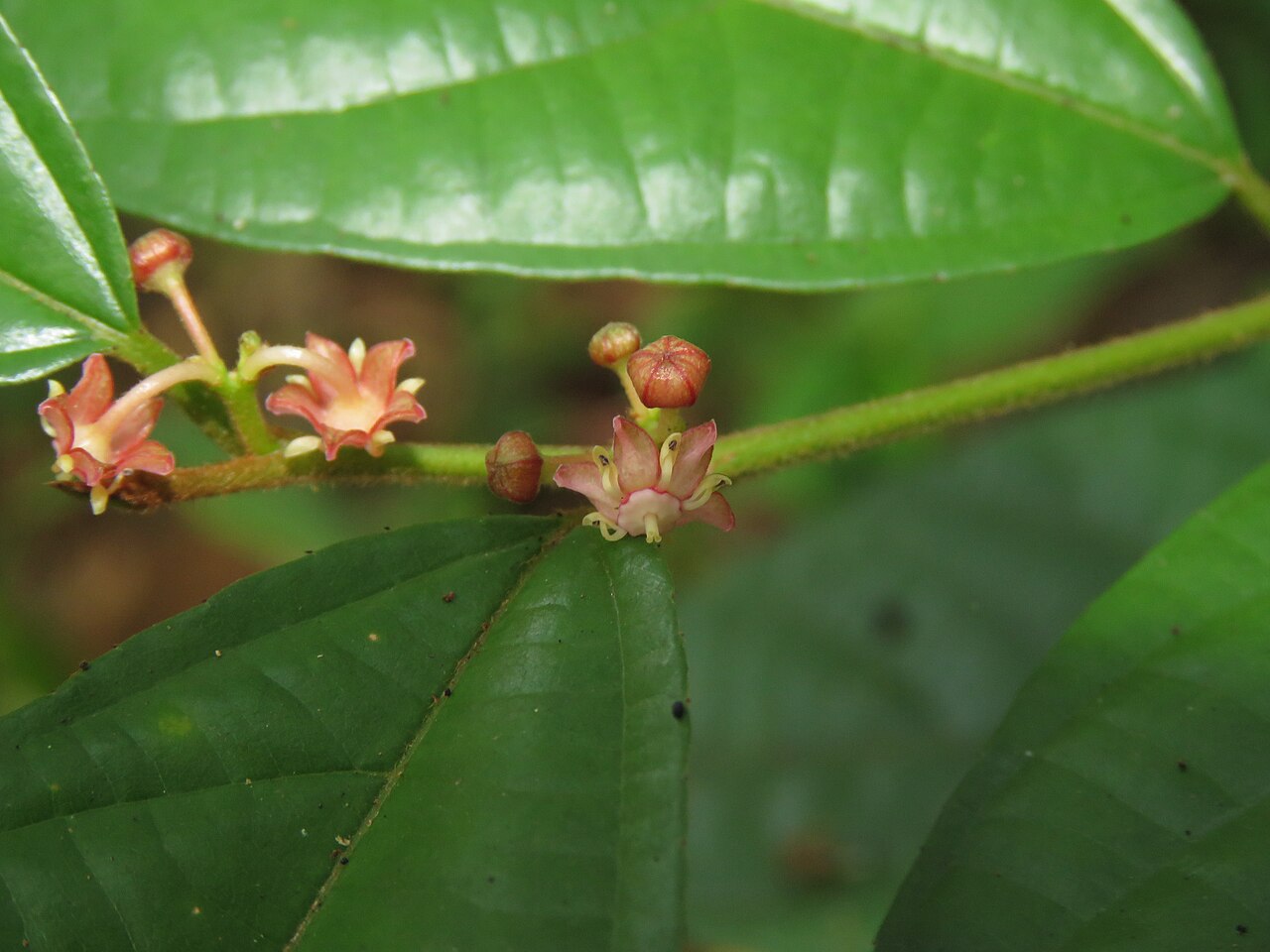 Colubrina travancorica: Photos by Vinayaraj