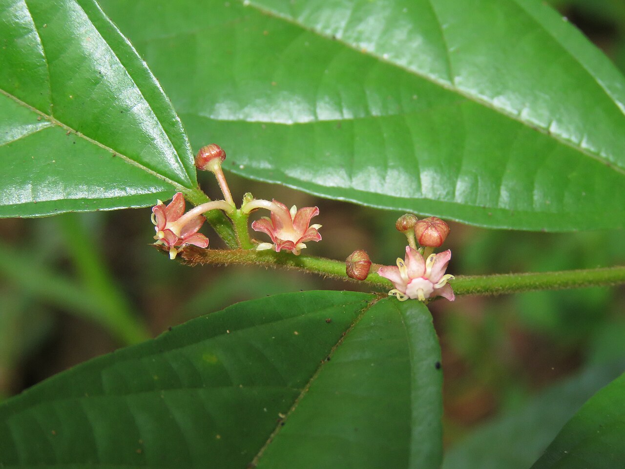 Colubrina travancorica: Photos by Vinayaraj
