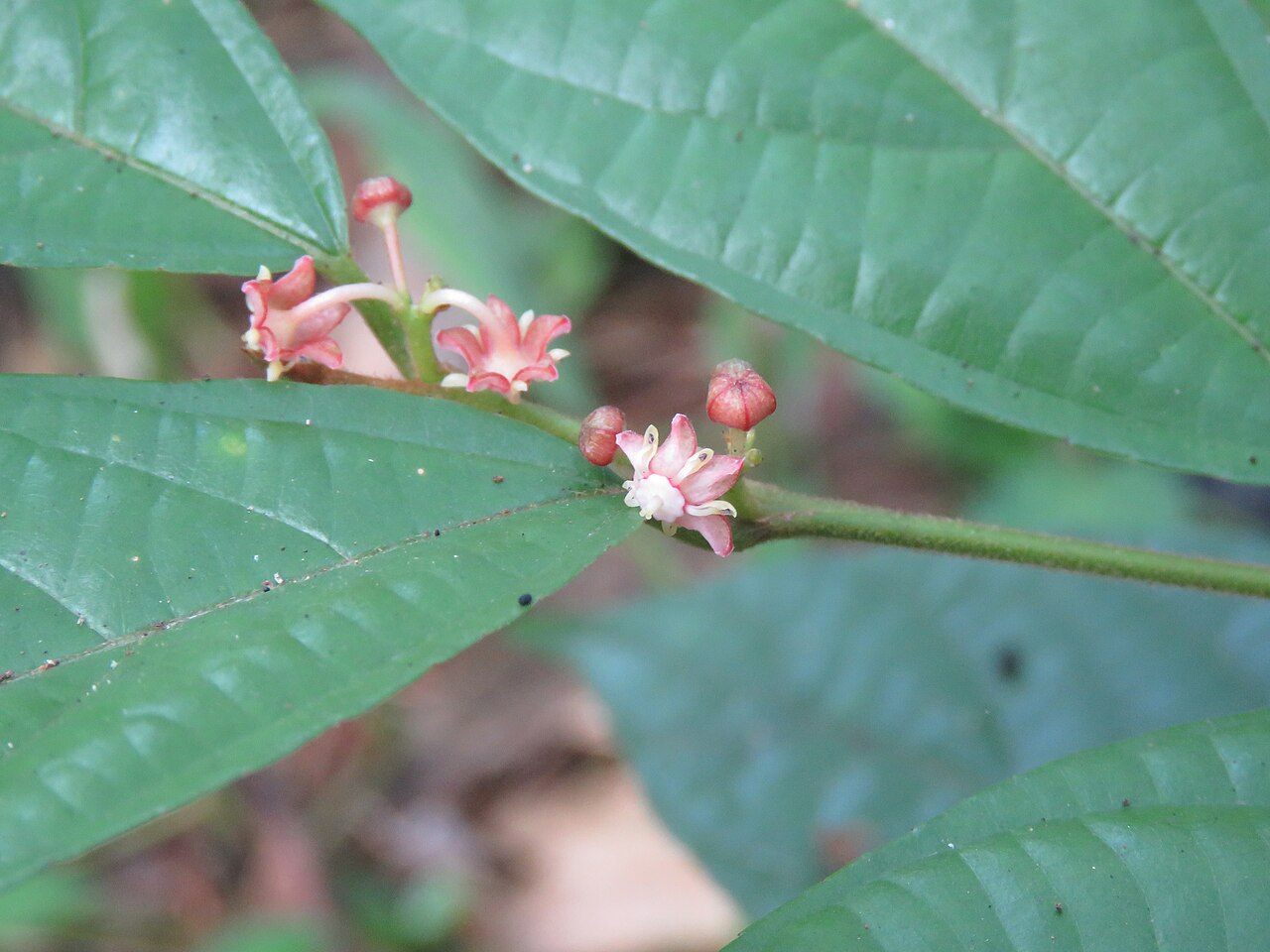 Colubrina travancorica: Photos by Vinayaraj