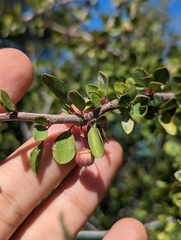Colubrina viridis (Colubrina viridis)