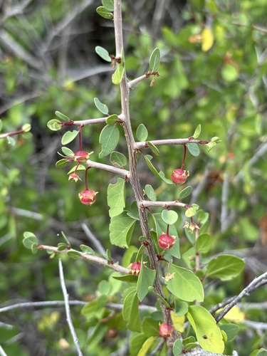 Colubrina viridis (Colubrina viridis)