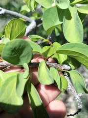 Colubrina viridis (Colubrina viridis)