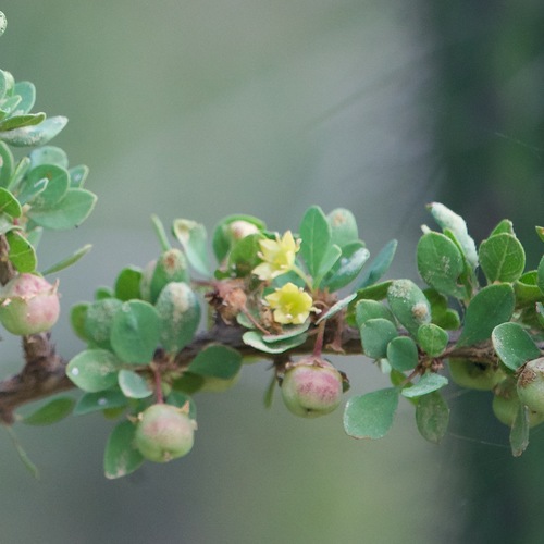 Colubrina viridis (Colubrina viridis)