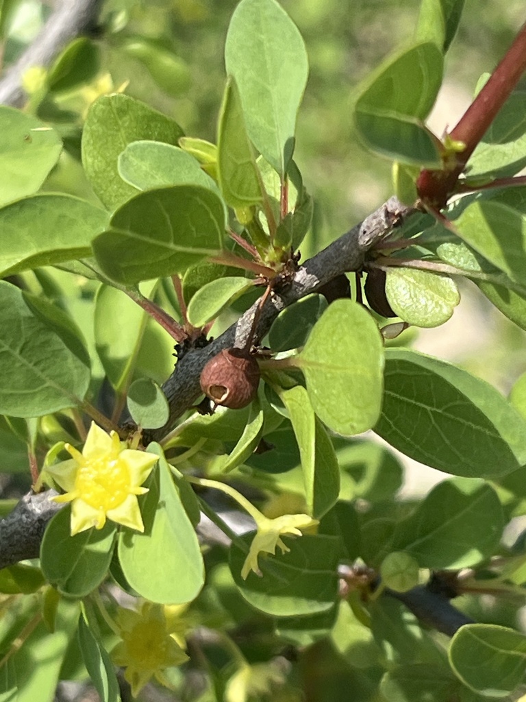 Colubrina viridis (Colubrina viridis)