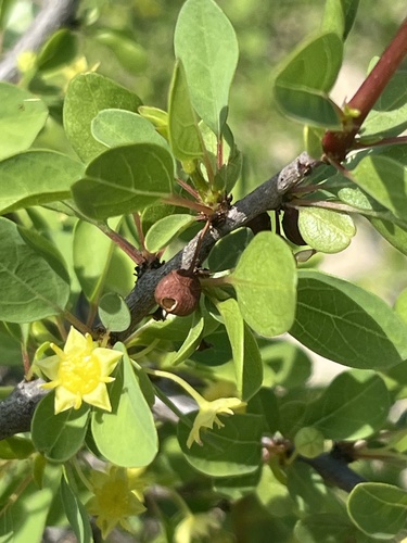 Colubrina viridis (Colubrina viridis)