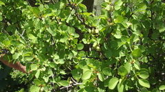 Colubrina viridis (Colubrina viridis)