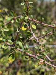 Colubrina viridis (Colubrina viridis)