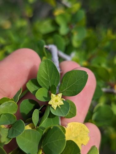 Colubrina viridis (Colubrina viridis)